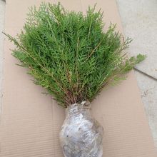 ɰؾGȰļ๤̺ССGС