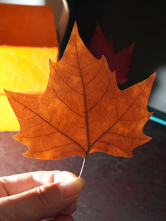Real Leaves, Fallen Leaves, French Maple Leaves, Sycamore Leaves, Dried Leaves, Decorative Leaf Carvings, Poplar Green Leaves, Yellow Specimens, Plastic Leaves