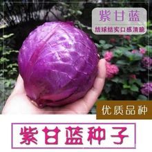 紫甘蓝种子四季紫色卷心菜种子紫包菜种子农家庭院阳台蔬菜种子