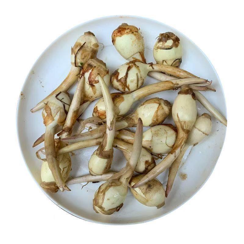 Hydroponic aquatic plants Sagittarius mushroom seedlings Swallowtail…