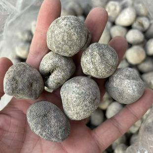 海味批发纯淡干珍珠球参35头乌圆球参海参弹弹球参干度足可代发-阿里巴巴