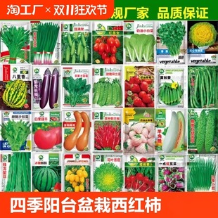 Vegetable Seeds, Large-Leaf Coriander, Four-Season Chives, Potted Peppers, Tomatoes, Cucumbers, Autumn Easy Seeds, Larvae Plants