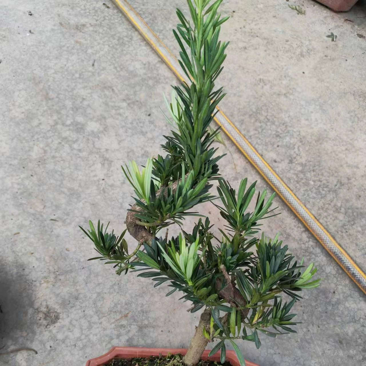 20 см S-образный подокарпин бонсай саженец в горшке комнатная Гостиная Офис зеленая посадка вечнозеленая круглый год