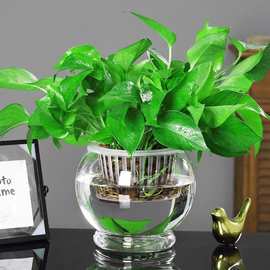 水培植物玻璃瓶透明水养绿萝花瓶花盆大号玻璃圆球形鱼缸器皿容器
