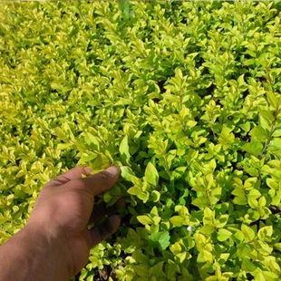 Factory Direct Sales of Gold Leaf Ligustrum Greening Seedlings Wholesale Garden Evergreen Flower Potted Gold Leaf Ligustrum Seedlings