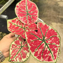 ������ֱ�����ӼҾGֲֲ�ﻨ������ ֲ�� 0.5�Ӂ����P�˲��~��