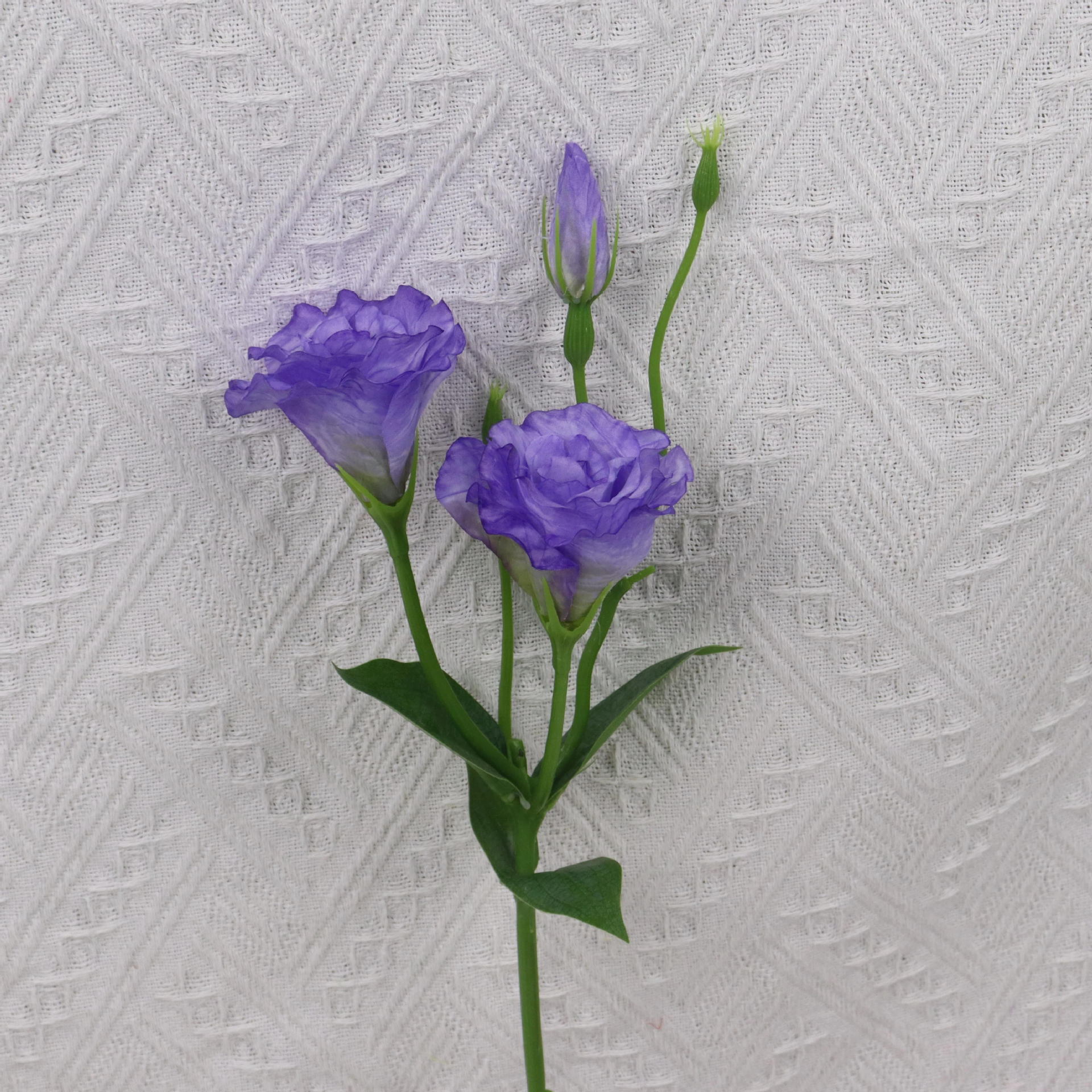 진한 보라색