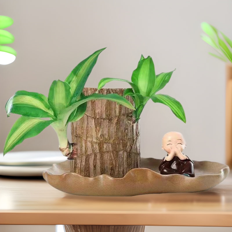 Brazilian Wood Water-Raised Four-Season Lucky Wood Groot Green Plant Potted Small Tree Man with Buds Indoor Hydroponic Good Plant