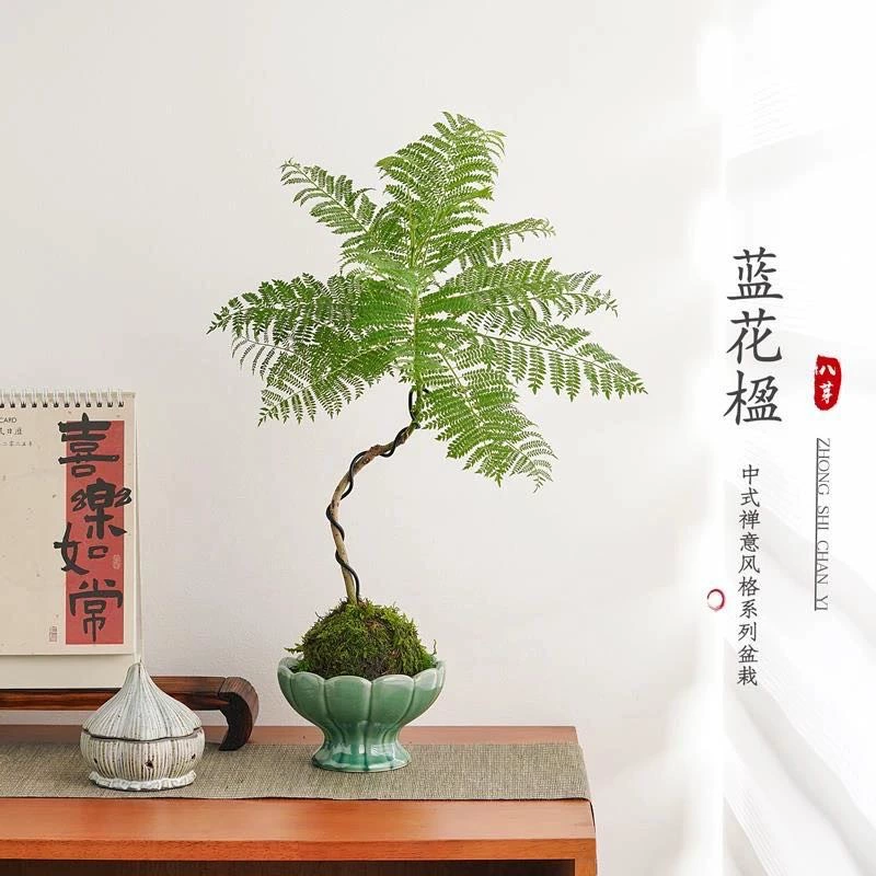 Моховой шарик из джакаранда для рабочего стола в стиле ins, офисное зеленое растение в горшке, китайский чайный столик, интересное растение для увлажнения