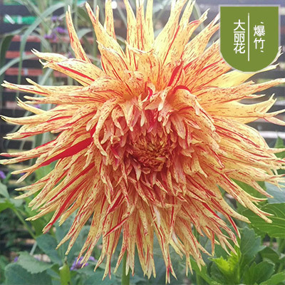 花のダリアの花はボールを植えます。|undefined