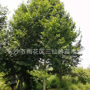 ������Ц�е������l 15cm���֘�����Ц �������Ա������N