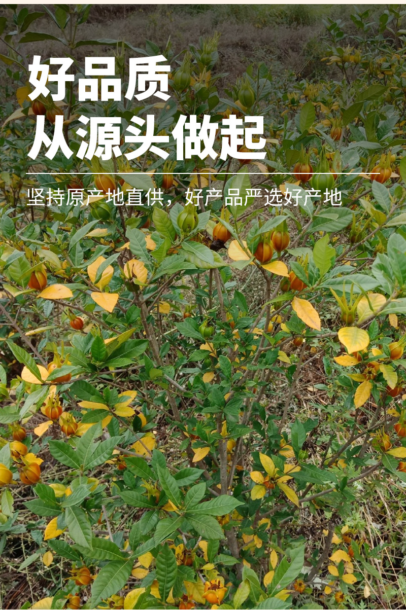Gardenia Fruit (Gardenia jasminoides) — Dried Zhi Zi for Herbal Tea, Natural Coloring & Braising key features