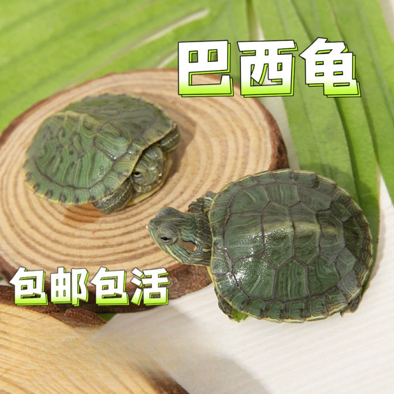 Золотая черепаха, домашняя живая маленькая черепаха, декоративная черепаха, живая стойка для домашних животных, цельная, бесплатная доставка, AliExpress
