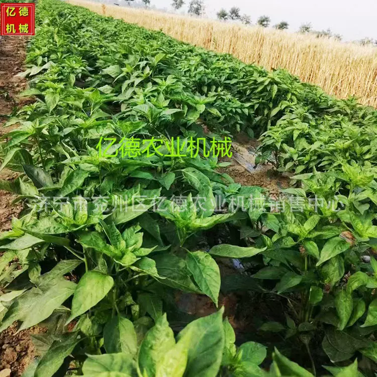 石家庄热销蔬菜油葵精播机施肥喷药精播机平地种植株距行距可调