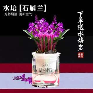七彩香水石斛兰花四季开好养绿植浓香型石斛改善睡眠绿植净化空气