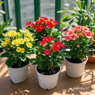 ��ʻ���÷ ��ɫ�F�������� �҃�ˮ�໨�ܺ��Bֲ��͏d����ȩ�Gֲ