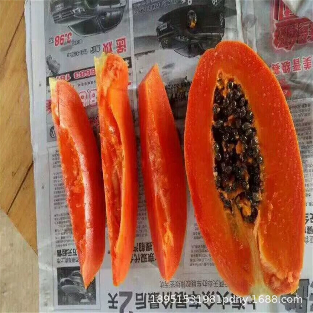 Папайя Сеянка Дерево Большой Зеленый Красный Мясо Фрукты Папайя Карлик в четыре сезона Красное сердце Папайя Сеянка Плоды Посадка на юге