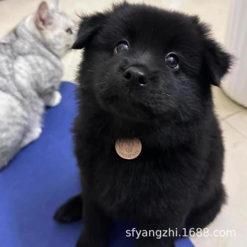 Chinese Pastoral Dog, Stray Dog, Puppy, Small Yellow Dog, Black Dog, Guard Dog, Easy to Feed, Lively Pet Dog