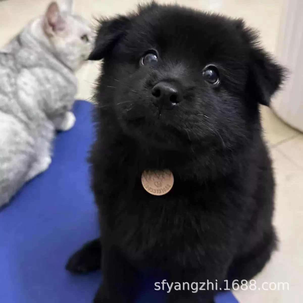 中华田园犬土狗幼犬小狗小黄狗黑狗看家狗好喂养狗宠物活泼