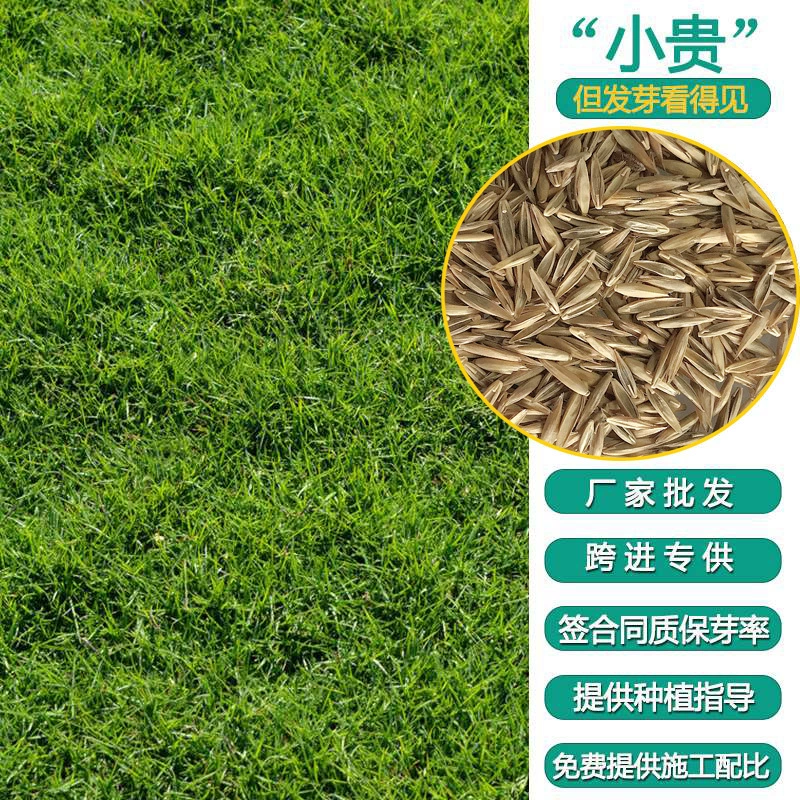 Летние термостойкие семена зеленой травы Four Seasons для защиты склонов Семена королевской травы Высокий семена овсяницы для озеленения Смешанные семена газона