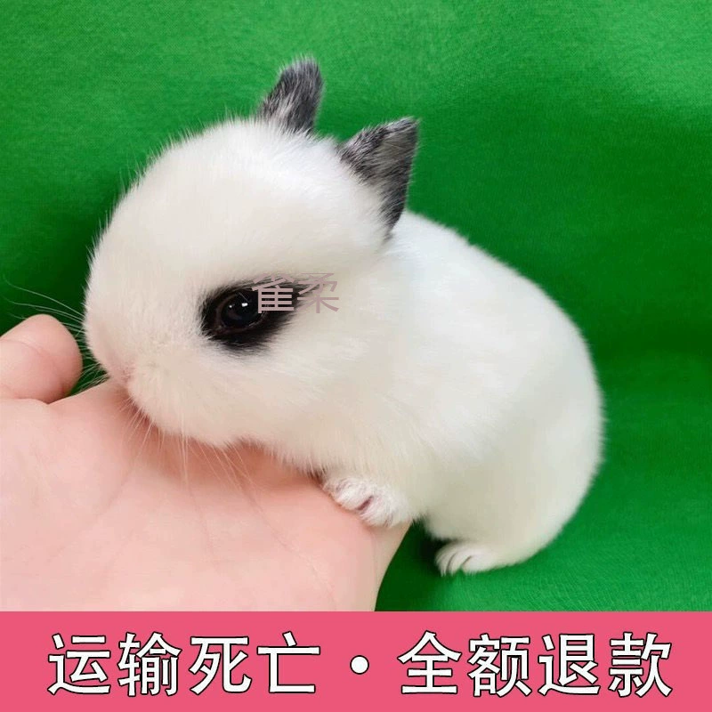 Кролик домашний, маленький размер, не агрессивный, мини-гном, подходит для детей, голландский кролик с мешатыми ушами, бесплатная доставка.