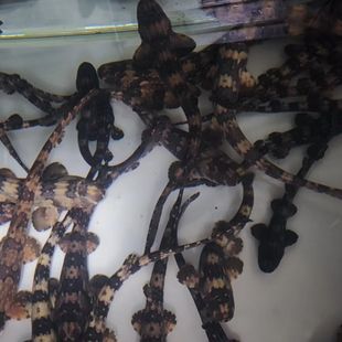 ��ˮ�l�y��ˮ�~�����T���w���~���~���^�p�~�����B���~����Ʒ�N