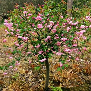 ͥԺ���ԾG�����Ϸ������Nֲ���z���ı������Ę���ߗU����������