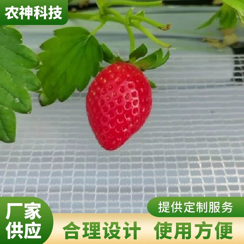 Фруктовые сетки доступны в различных спецификациях. Поставки производителя клубничных сеток, клубничных квадратных сеток, доступны клубничные помещения.