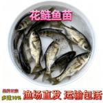 特大花鲢鱼苗胖头鱼大头鲢鳙包损白鲢鱼鲫鱼本地鱼苗批发包活