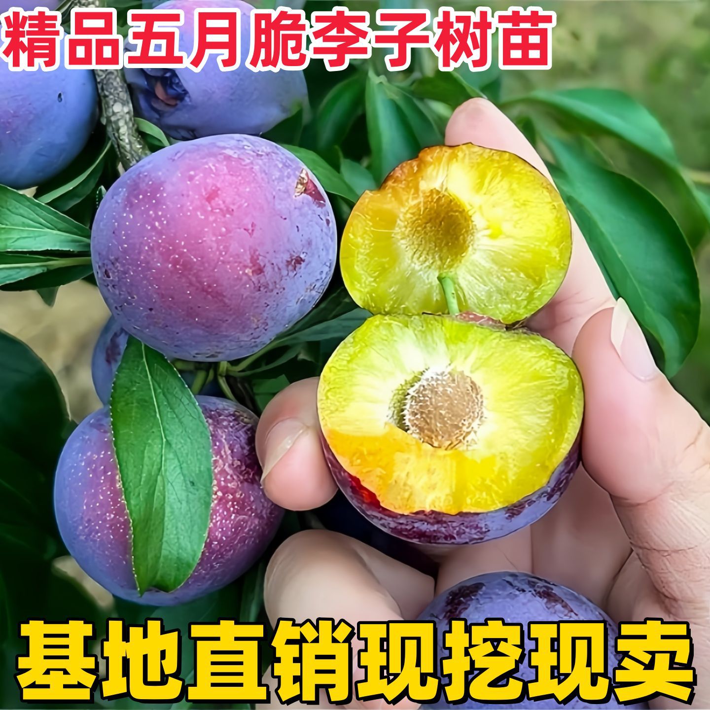 嫁接李子树苗蜂糖李子苗盆栽地栽特大果树苗南方北方种植当年结果