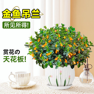 ���~���m���Ի��܎������k���҃��̨������~���ļ�������Bֲ��