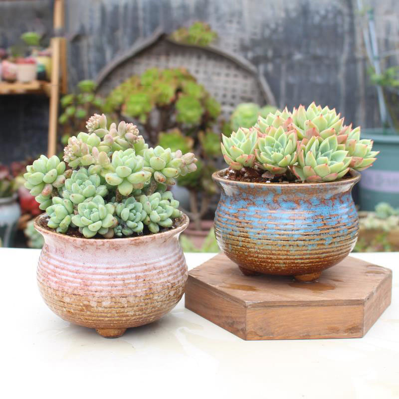 Grupo de cambio de horno maceta suculenta cruda maceta de planta verde hogar carne cerámica olla especial fábrica liquidación directa al por mayor