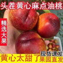 黄心油桃山东蒙阴麻点红油桃新鲜水果现摘脆甜应季蜜桃黄肉大果