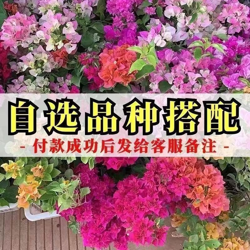 Qinhuahibiscus 老根耐寒性つる植物八重咲き四季開花鉢植え中庭観賞花バルコニー|undefined