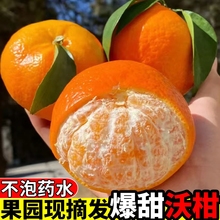 正宗广西沃柑新鲜橘子当季孕妇新鲜水果整箱摘爆甜柑桔子皇帝砂糖