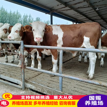 西门塔尔牛犊价格 改良小黄牛肉牛犊价格 鲁西黄牛养殖场肉牛前景
