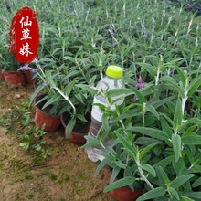 ��β��С�� ���a��β�� �ݻ���β�����Զ������@�־G����������