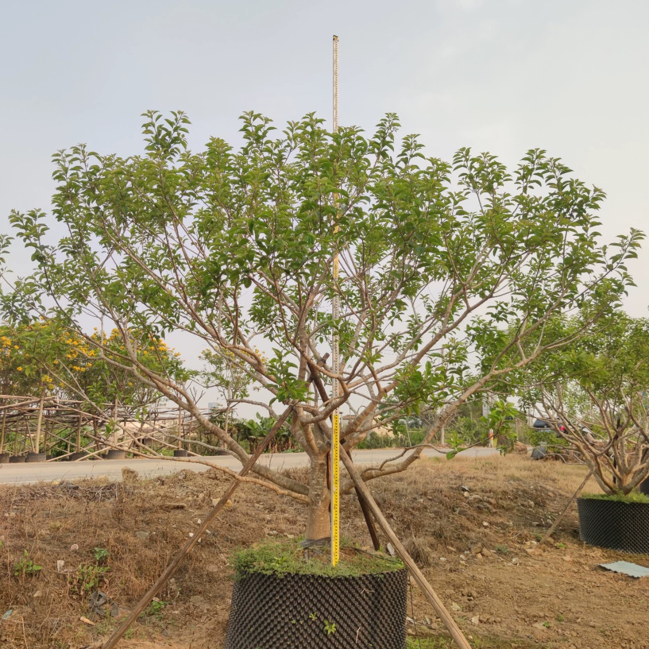 2303 фундамент поставки полнокоронного карликового ветвления красного фрукта железный падуб 3-4 метра во дворе