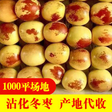 代收代发现摘冬枣大果甜冬枣脆甜新鲜水果青枣鲜枣大枣包邮批发