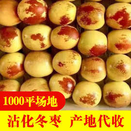 代收代发现摘冬枣大果甜冬枣脆甜新鲜水果青枣鲜枣大枣包邮批发