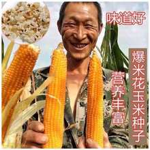 爆裂玉米种子春夏香甜脆球型网红爆裂爆米花玉米种子高产蔬菜种孑