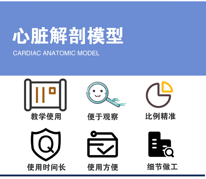心脏解剖模型_04.jpg