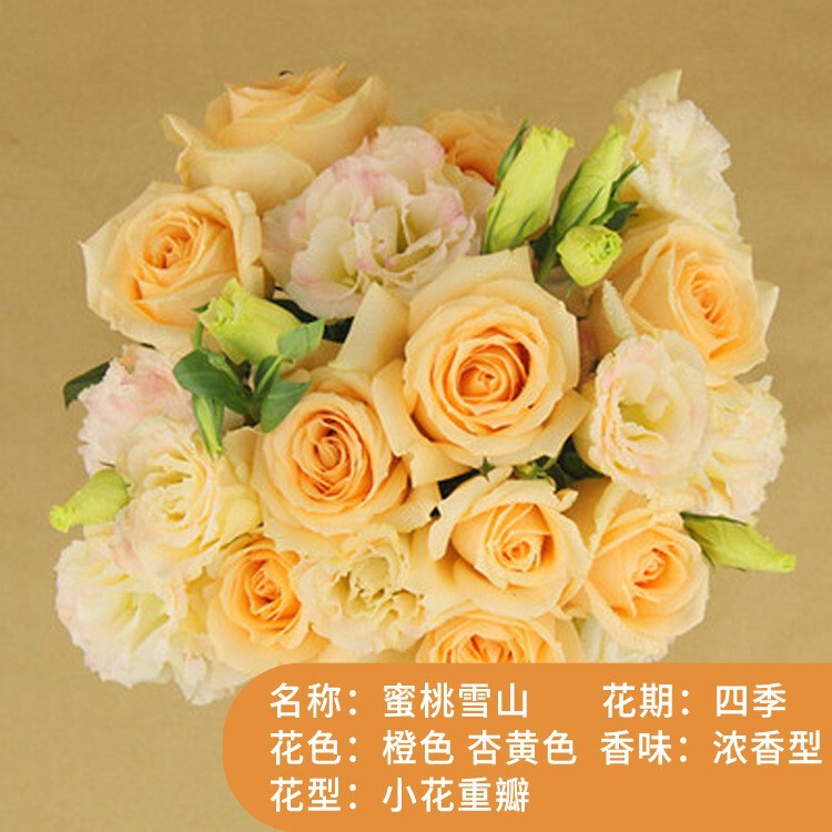 Rose Seedlings with Buds, Extra Large Flower Roses, Indoor Juice Balcony Flower Pots, Blooming in All Seasons Rose Seedlings with Buds, Extra Large Flower Roses, Indoor Juice Balcony Flower Pots, Blooming in All Seasons