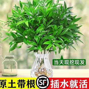 Bamboo and Cypress Potted Hydroponic Plants Indoor Mosquito-Repellent Saplings Evergreen All Seasons Living Room Desktop Flowers and Green Plants Easy to Maintain