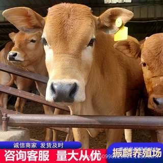 肉牛犊 西门塔尔牛 鲁西黄牛 肉牛出栏时间多大年龄开始