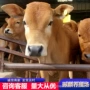 开始时间肉牛犊