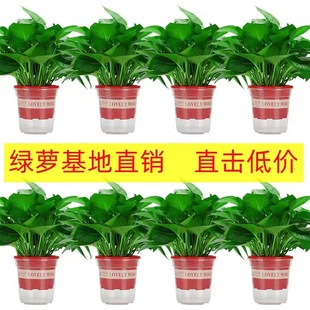 180 Large Potted Florals Wholesale Hydroponic Long Vine Potted Florals Indoor Green Plants Small Green Basket Small Potted Plants