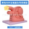 [简易男性导尿模型]