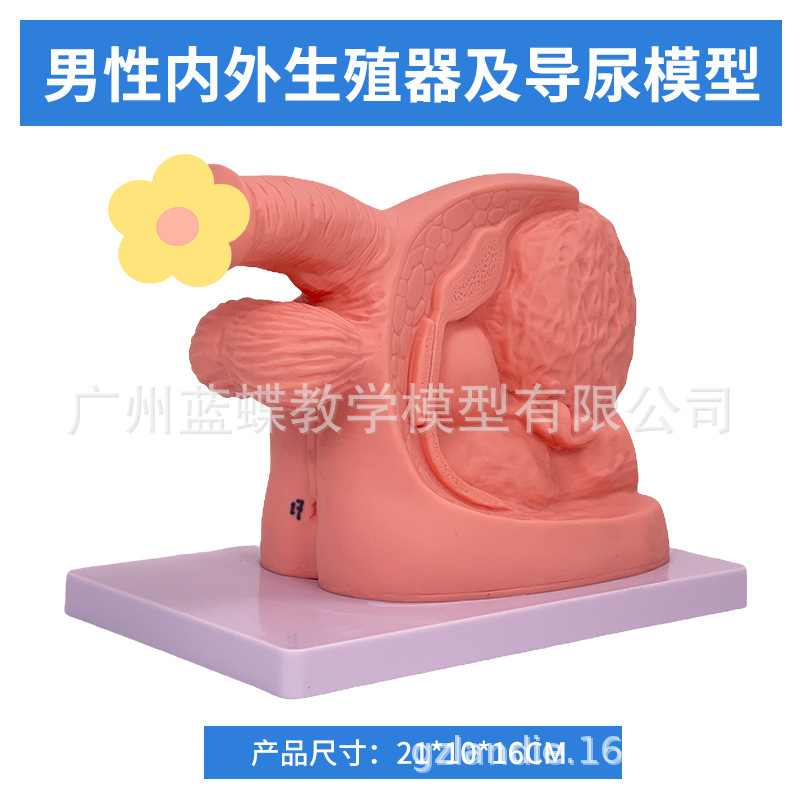 Ů��������ֳ������ ���׵���ѵ����ʾ��ϰ ��������ϵͳ��ѧģ��