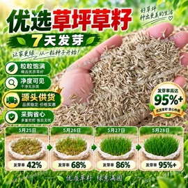 种子;草种子;盆栽